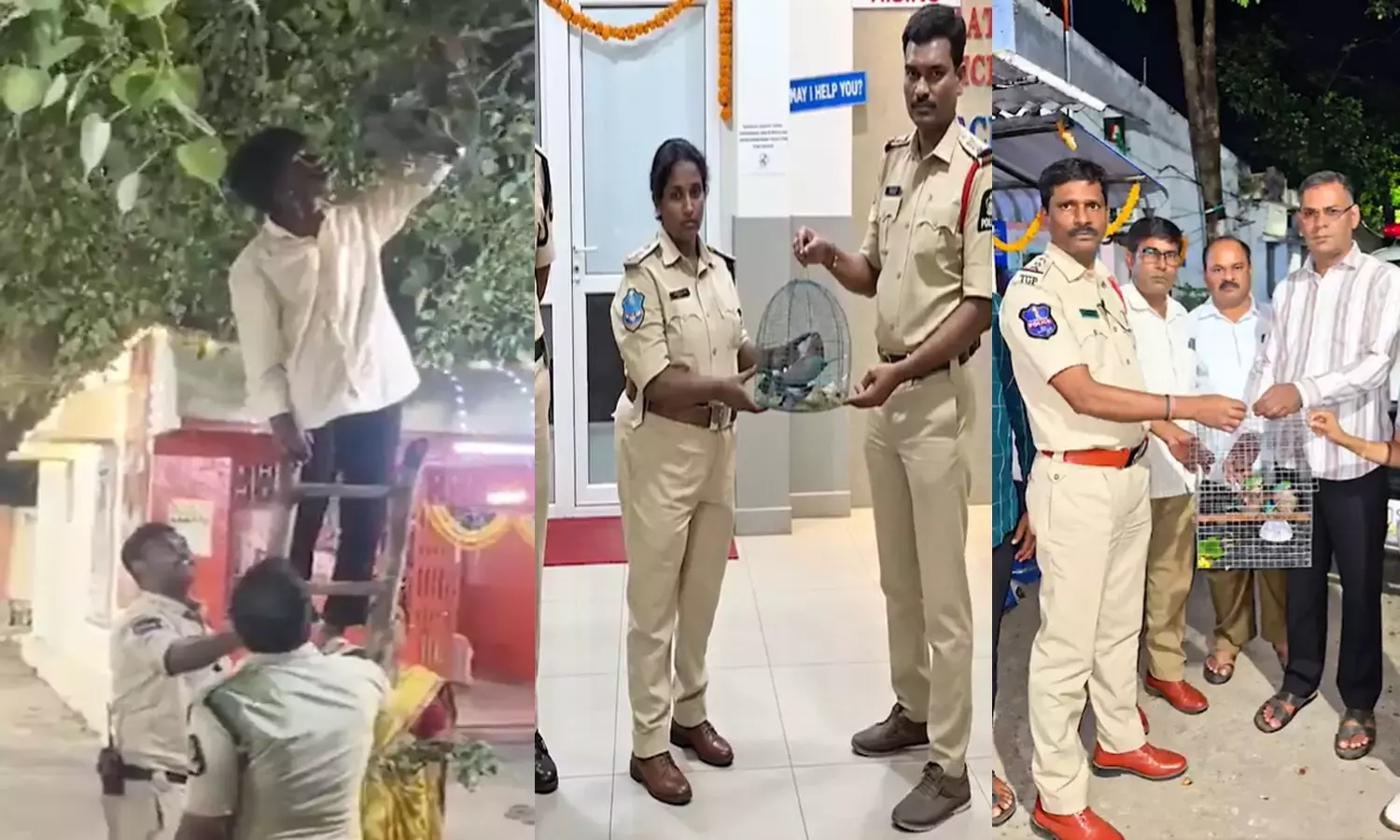 हैदराबाद पुलिस ने दशहरा के लिए पिंजरे में बंद पालपिट्टा पक्षियों को बचाया, कड़ी कार्रवाई की चेतावनी दी हैदराबाद पुलिस ने दशहरा के लिए पिंजरे में बंद पालपिट्टा पक्षियों को बचाया, कड़ी कार्रवाई की चेतावनी दी