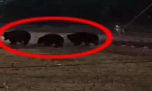 एक साथ दिखे तीन भालू, माइंस कर्मचारियों में दहशत का माहौल