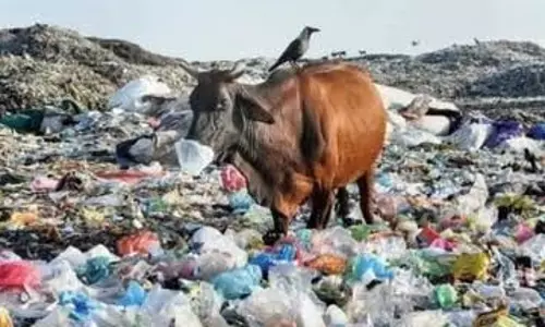लापरवाही पड़ रही गोवंश पर भारी, गायों के पेट से निकल रहा प्लास्टिक