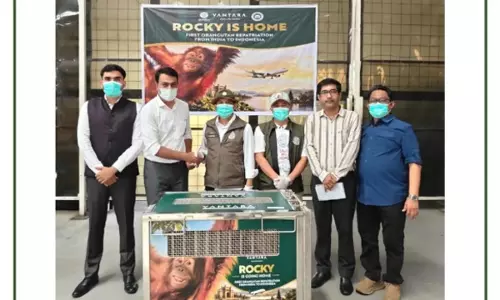 भारत से इंडोनेशिया लौटा दुर्लभ ऑरंगुटान, दो साल पहले अवैध तस्करी से कराया गया था मुक्त भारत से इंडोनेशिया लौटा दुर्लभ ऑरंगुटान, दो साल पहले अवैध तस्करी से कराया गया था मुक्त