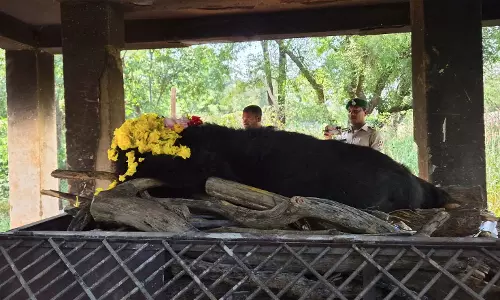 नंदनवन जू एवं जंगल सफारी में 25 वर्षीय मादा हिमालयन भालू फफोरी की मौत