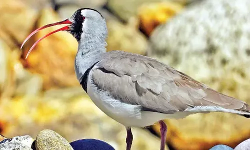 किन्नौर का कूपा डैम प्रवासी पक्षियों की पसंद