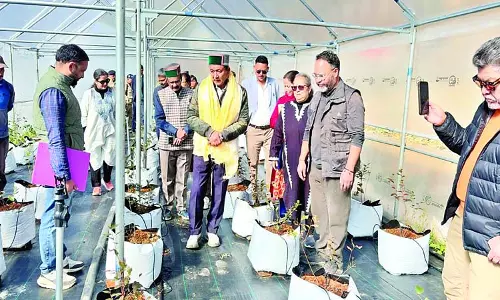 ब्लूबेरी की खेती से बदलेगी किसानों की किस्मत ब्लूबेरी की खेती से बदलेगी किसानों की किस्मत