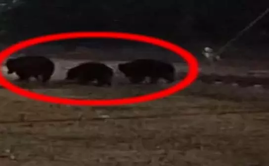 एक साथ दिखे तीन भालू, माइंस कर्मचारियों में दहशत का माहौल एक साथ दिखे तीन भालू, माइंस कर्मचारियों में दहशत का माहौल
