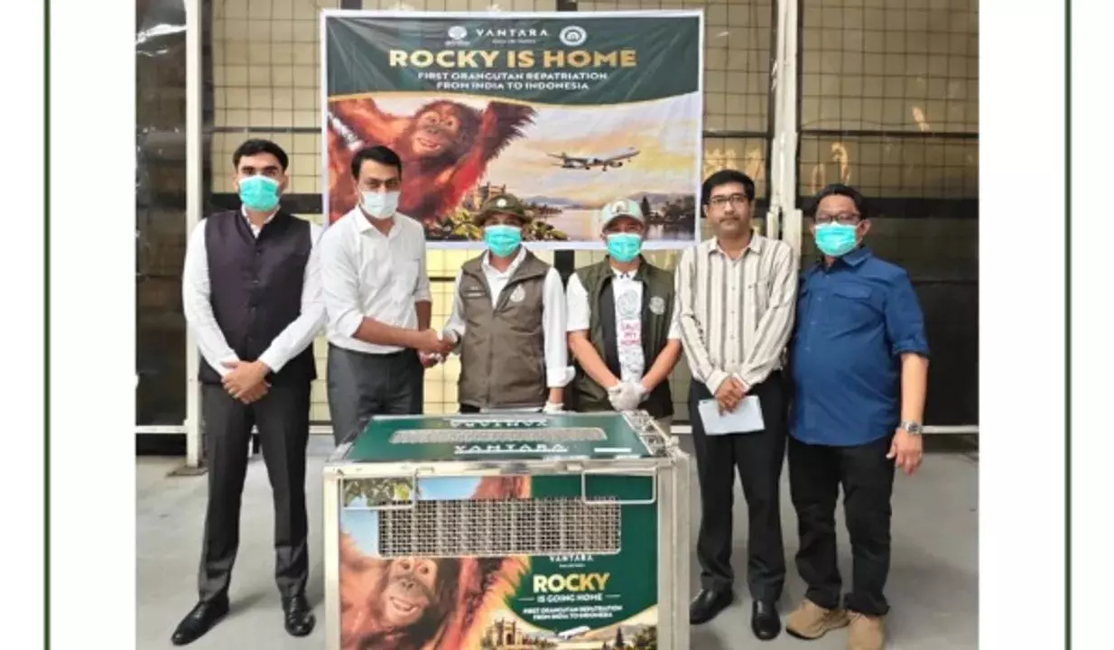 भारत से इंडोनेशिया लौटा दुर्लभ ऑरंगुटान, दो साल पहले अवैध तस्करी से कराया गया था मुक्त भारत से इंडोनेशिया लौटा दुर्लभ ऑरंगुटान, दो साल पहले अवैध तस्करी से कराया गया था मुक्त