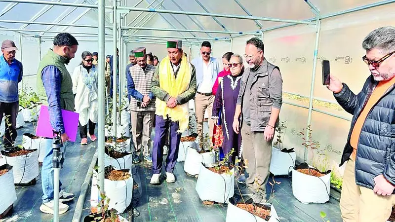 ब्लूबेरी की खेती से बदलेगी किसानों की किस्मत ब्लूबेरी की खेती से बदलेगी किसानों की किस्मत