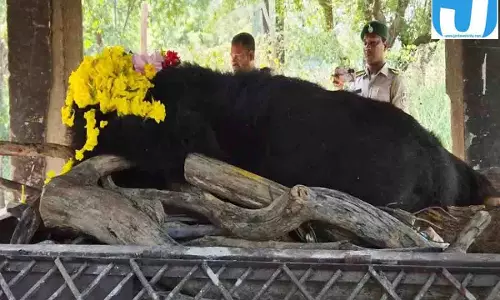 नंदनवन जंगल सफारी में पसरा मातम, 14 साल तक रही फफोरी ने कहा अलविदा नंदनवन जंगल सफारी में पसरा मातम, 14 साल तक रही फफोरी ने कहा अलविदा
