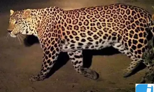कुत्ते का शिकार कर स्टोर रूम में बैठा गुलदार, सुरक्षा को लेकर चिंता