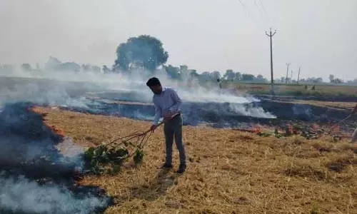 फिरोजपुर में पराली जलाने के मामलों में कमी, बेहतर प्रबंधन का असर फिरोजपुर में पराली जलाने के मामलों में कमी, बेहतर प्रबंधन का असर