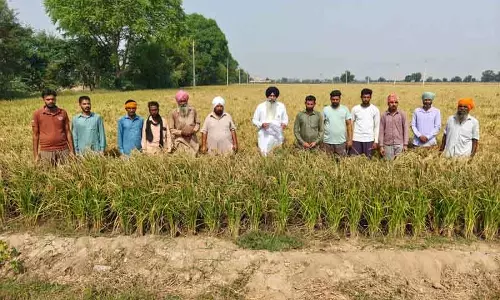 सिरसा में फसल रिकॉर्ड की गड़बड़ी, किसानों की एमएसपी बिक्री पर संकट