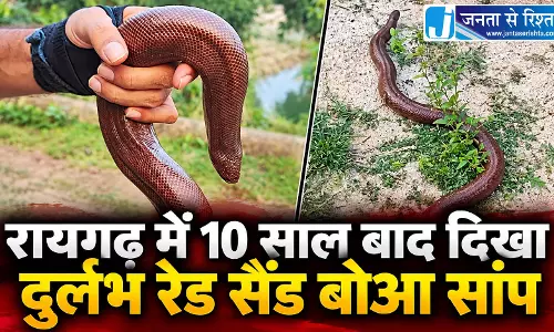 रायगढ़ में 10 साल बाद दिखा दुर्लभ रेड सैंड बोआ सांप