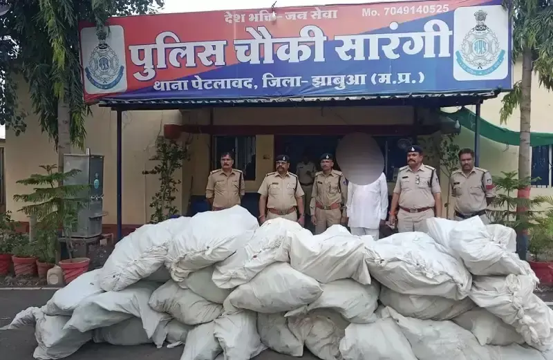 नशे के खिलाफ झाबुआ पुलिस का अभियान, 607.09 किलो गांजे के पौधे जब्त