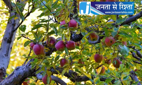 सेब के बगीचों को स्वस्थ रखने के लिए अपनाएं कटाई के बाद देखभाल के तरीके सेब के बगीचों को स्वस्थ रखने के लिए अपनाएं कटाई के बाद देखभाल के तरीके