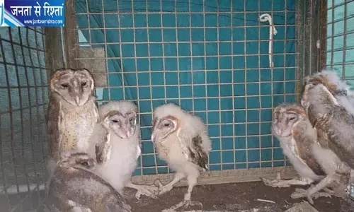 दीपावली की सफाई में घर के झरोखे से आई आवाज, घोंसले में मिले उल्लू के 6 बच्चे