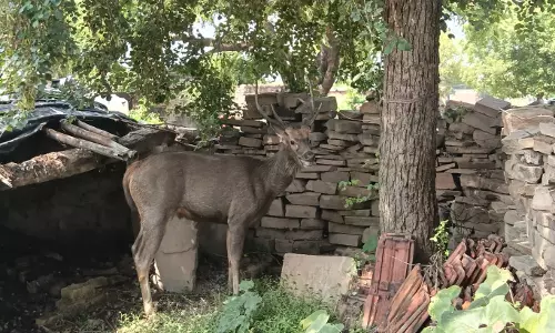 मिर्ज़ापुर के जंगलों में बढ़ रहा अतिक्रमण का दायरा, वन विभाग की निगरानी हो रही फेल