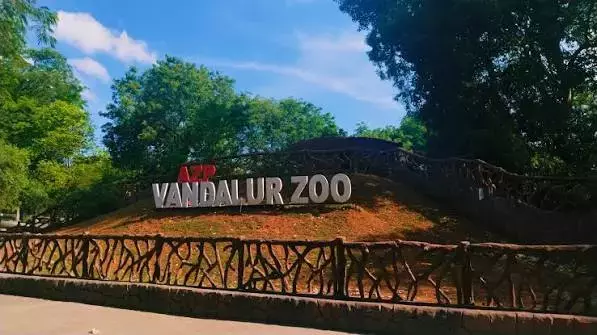 Tamil Nadu: जल पक्षियों में एवियन फ्लू के कारण वंडालूर चिड़ियाघर जनता के लिए बंद कर दिया गया Tamil Nadu: जल पक्षियों में एवियन फ्लू के कारण वंडालूर चिड़ियाघर जनता के लिए बंद कर दिया गया