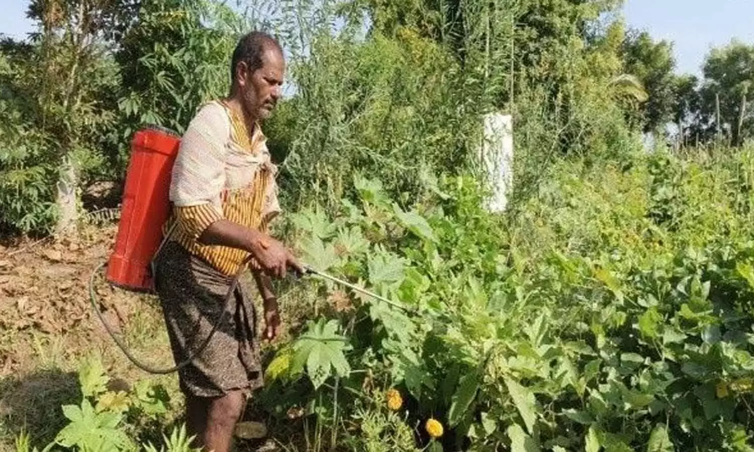 सूखे से मुकाबला: नेल्लोर के किसान ने प्राकृतिक खेती से सूखे को मात दी