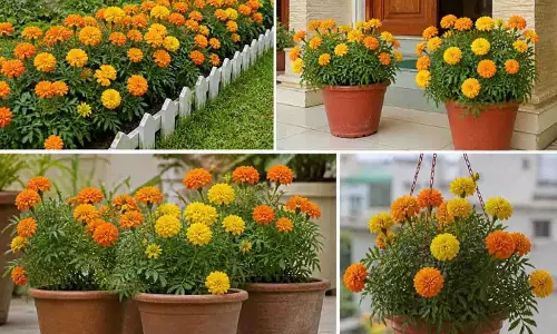 कम बजट में बालकनी को बनाएं खूबसूरत, लगाएं हाइब्रिड गेंदा