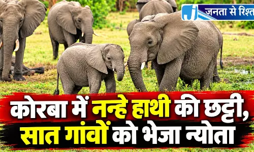 कोरबा में नन्हे हाथी की छट्टी, सात गांवों को भेजा न्योता कोरबा में नन्हे हाथी की छट्टी, सात गांवों को भेजा न्योता