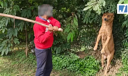 लावारिस कुत्ते को पेड़ से लटकाकर पीटा, तीन लोग हिरासत में लावारिस कुत्ते को पेड़ से लटकाकर पीटा, तीन लोग हिरासत में