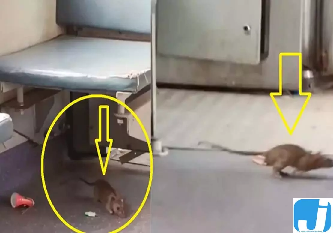 अंत्योदय एक्सप्रेस में चूहों की धमाचौकड़ी, सफाई पर उठे सवाल अंत्योदय एक्सप्रेस में चूहों की धमाचौकड़ी, सफाई पर उठे सवाल