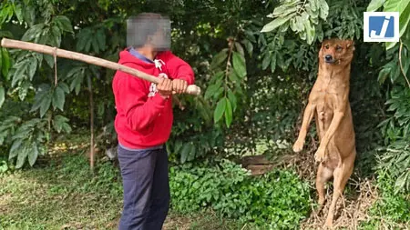 लावारिस कुत्ते को पेड़ से लटकाकर पीटा, तीन लोग हिरासत में लावारिस कुत्ते को पेड़ से लटकाकर पीटा, तीन लोग हिरासत में