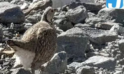 बर्फीली पहाड़ियों का अनोखा पक्षी कैमरे में कैद, जानें स्नो कॉक की खासियत