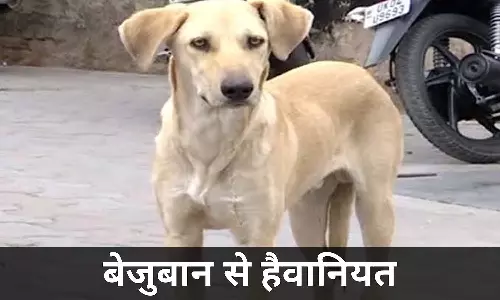 सिक्योरिटी गार्ड पर बेजुबान से दरिंदगी का आरोप, पुलिस ने दर्ज किया केस सिक्योरिटी गार्ड पर बेजुबान से दरिंदगी का आरोप, पुलिस ने दर्ज किया केस