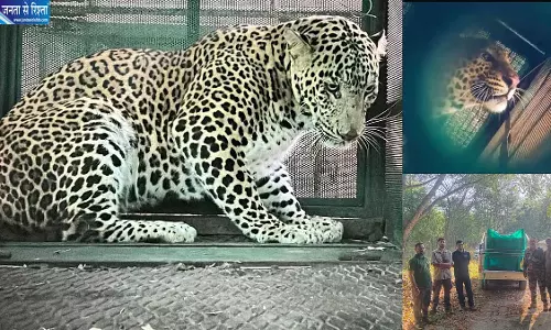 इंदौर में वन विभाग को बड़ी सफलता, पिंजरे में कैद हुआ घायल तेंदुआ इंदौर में वन विभाग को बड़ी सफलता, पिंजरे में कैद हुआ घायल तेंदुआ