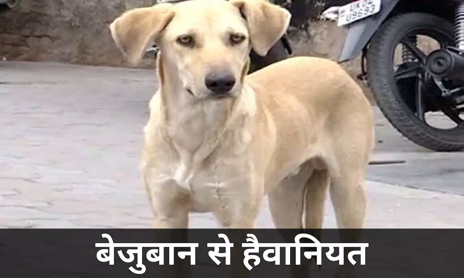 सिक्योरिटी गार्ड पर बेजुबान से दरिंदगी का आरोप, पुलिस ने दर्ज किया केस सिक्योरिटी गार्ड पर बेजुबान से दरिंदगी का आरोप, पुलिस ने दर्ज किया केस