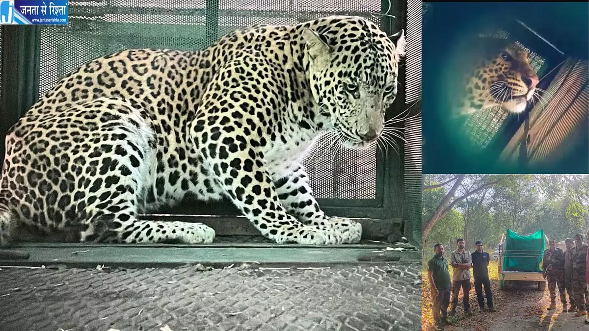 इंदौर में वन विभाग को बड़ी सफलता, पिंजरे में कैद हुआ घायल तेंदुआ इंदौर में वन विभाग को बड़ी सफलता, पिंजरे में कैद हुआ घायल तेंदुआ