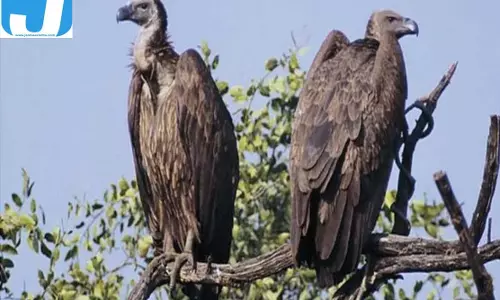 गिद्धों की वापसी की उम्मीद, जमुई में सुरक्षित आहार की व्यवस्था