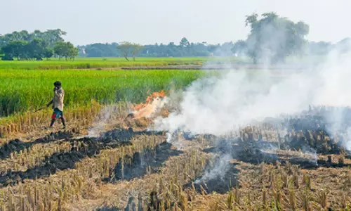 पराली जलाने से वायु प्रदूषण के साथ खेतों को भी होता है भारी नुकसान पराली जलाने से वायु प्रदूषण के साथ खेतों को भी होता है भारी नुकसान