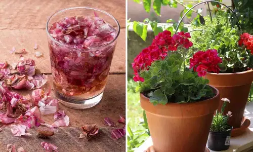 फूलों से भर जाएंगे पौधे, घर पर बनाएं ये 5 मुफ्त खाद