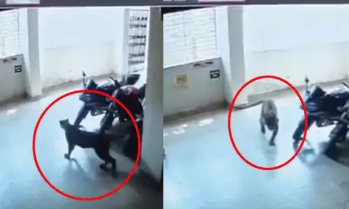 15 दिन में तीसरी बार दिखा तेंदुआ, मठपारा में फैली दहशत 15 दिन में तीसरी बार दिखा तेंदुआ, मठपारा में फैली दहशत