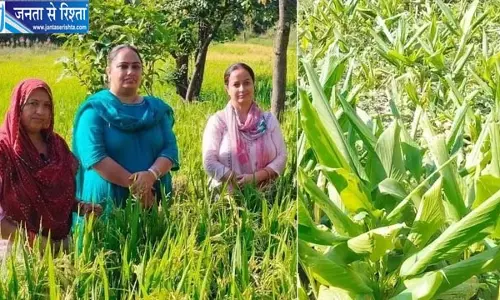 जंगली जानवरों से परेशान किसानों ने अपनाई हल्दी की खेती जंगली जानवरों से परेशान किसानों ने अपनाई हल्दी की खेती