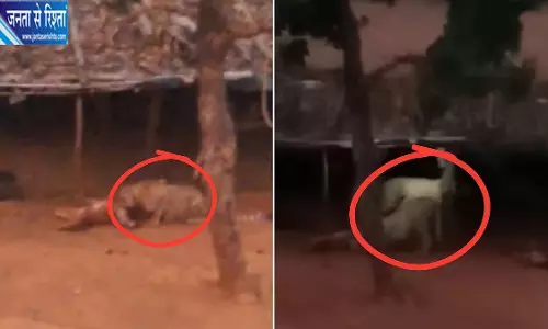 कूनो के पास बाड़े में घुसे दो चीते, दो बछड़ों की मौत कूनो के पास बाड़े में घुसे दो चीते, दो बछड़ों की मौत