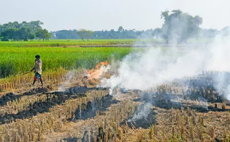 पराली जलाने से वायु प्रदूषण के साथ खेतों को भी होता है भारी नुकसान पराली जलाने से वायु प्रदूषण के साथ खेतों को भी होता है भारी नुकसान