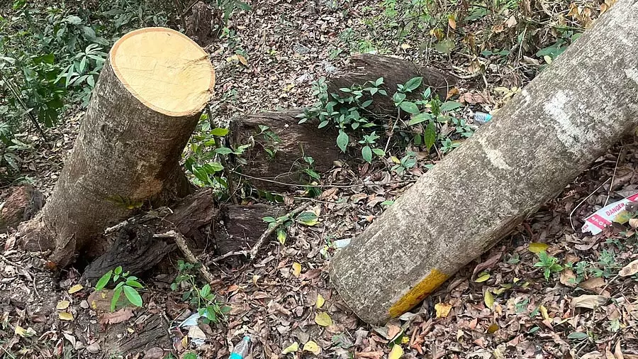 महाराष्ट्र में बिजली परियोजना के लिए 32,490 पेड़ काटने की योजना पर विवाद महाराष्ट्र में बिजली परियोजना के लिए 32,490 पेड़ काटने की योजना पर विवाद