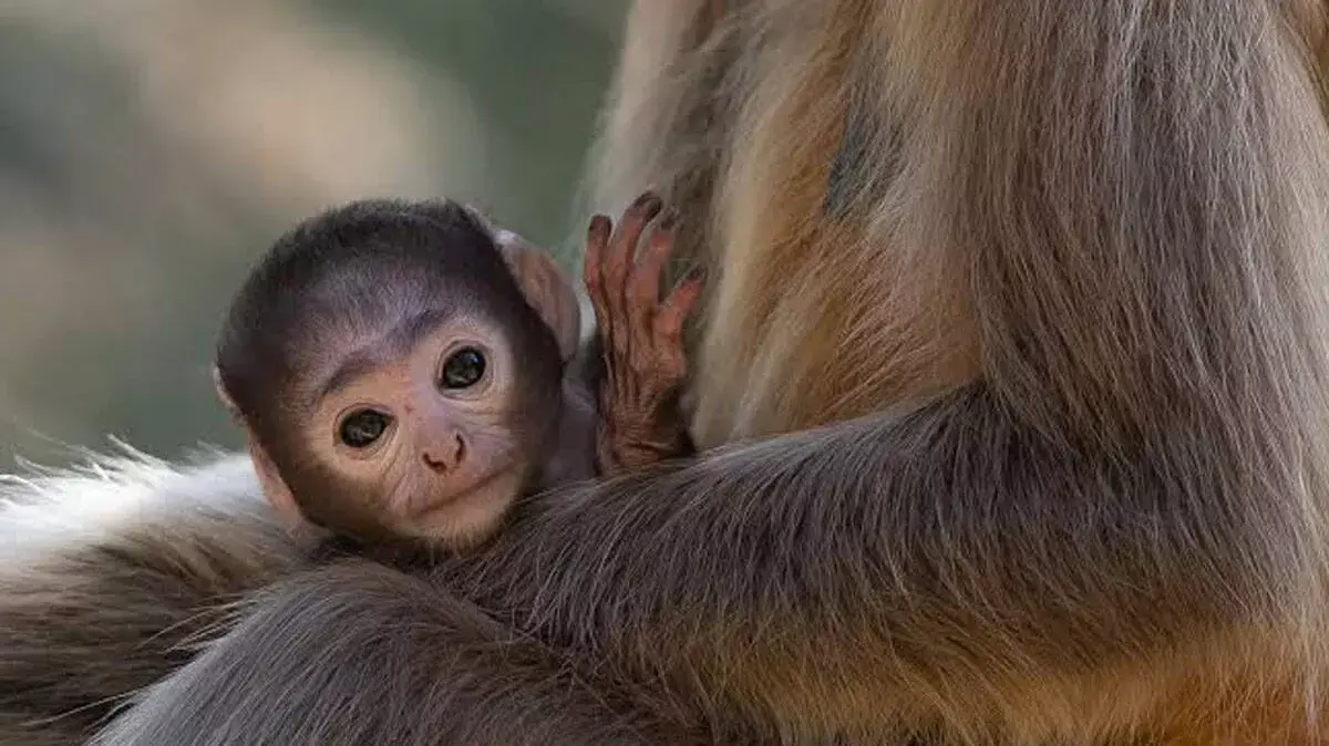 लंगूर मां की मौत: नवजात को बचाने उतरी स्पेशल टास्क फोर्स लंगूर मां की मौत: नवजात को बचाने उतरी स्पेशल टास्क फोर्स