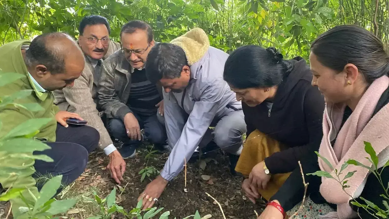 कुमाऊं विश्वविद्यालय में पौधरोपण, तिमूर और तेजपत्ता को मिली जगह कुमाऊं विश्वविद्यालय में पौधरोपण, तिमूर और तेजपत्ता को मिली जगह