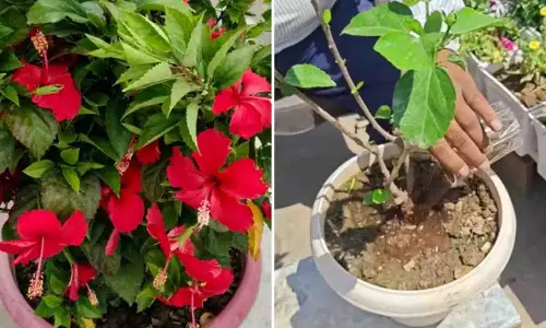 फूलों से लद जाएगा गुड़हल का पौधा, बस अपनाएं ये आसान ट्रिक फूलों से लद जाएगा गुड़हल का पौधा, बस अपनाएं ये आसान ट्रिक