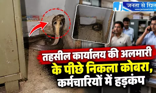 तहसील कार्यालय की अलमारी के पीछे निकला कोबरा, कर्मचारियों में हड़कंप