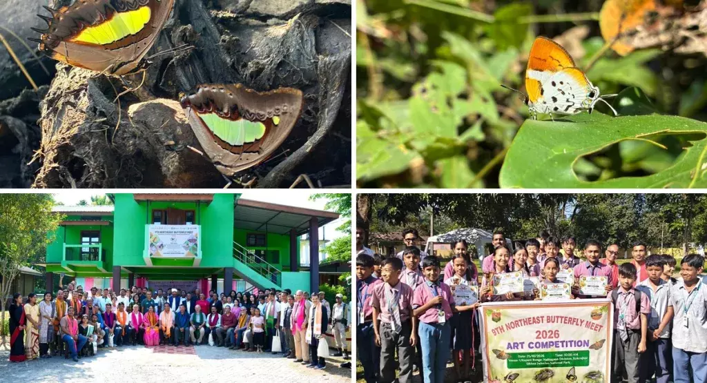 मानस बटरफ्लाई मीट: दर्ज हुईं 185 प्रजातियां, दुर्लभ तितलियां भी शामिल मानस बटरफ्लाई मीट: दर्ज हुईं 185 प्रजातियां, दुर्लभ तितलियां भी शामिल