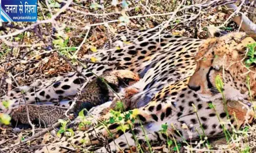 19 महीने के चीता शावक के घायल मिलने से हड़कंप, सुरक्षा व्यवस्था पर सवाल