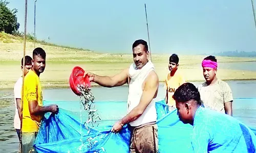 पौंग झील में डाला 11.96 लाख मछली का बीज