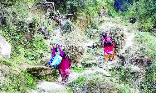 सराज में सर्दियों की तैयारी तेज, चारा जुटाने में जुटीं महिलाएं सराज में सर्दियों की तैयारी तेज, चारा जुटाने में जुटीं महिलाएं