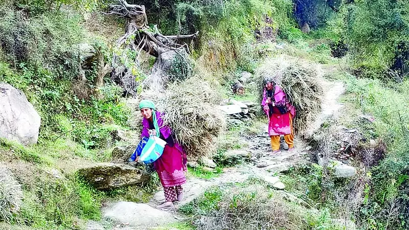सराज में सर्दियों की तैयारी तेज, चारा जुटाने में जुटीं महिलाएं सराज में सर्दियों की तैयारी तेज, चारा जुटाने में जुटीं महिलाएं