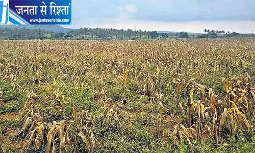 भीषण सूखे से किसानों पर टूटा संकट, 724.4 करोड़ की फसल बर्बाद भीषण सूखे से किसानों पर टूटा संकट, 724.4 करोड़ की फसल बर्बाद