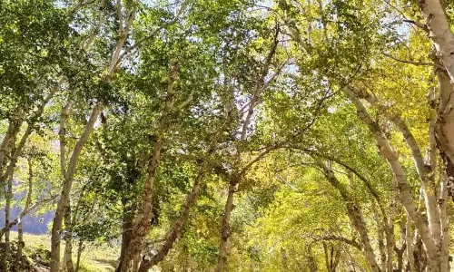 हिमाचल का सुराल भटोरी गांव, धार्मिक आस्था के सहारे सुरक्षित हैं जंगल हिमाचल का सुराल भटोरी गांव, धार्मिक आस्था के सहारे सुरक्षित हैं जंगल